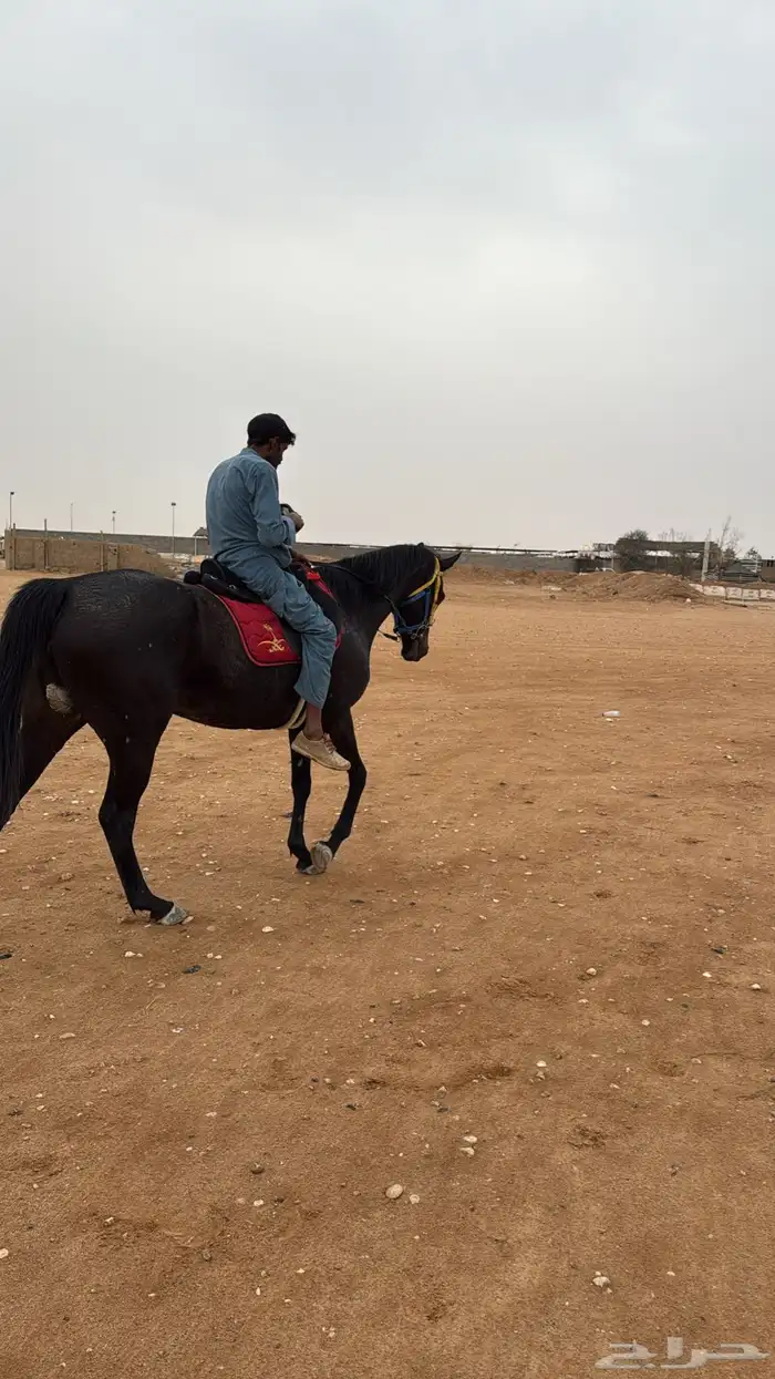 فرس انجليزية 2