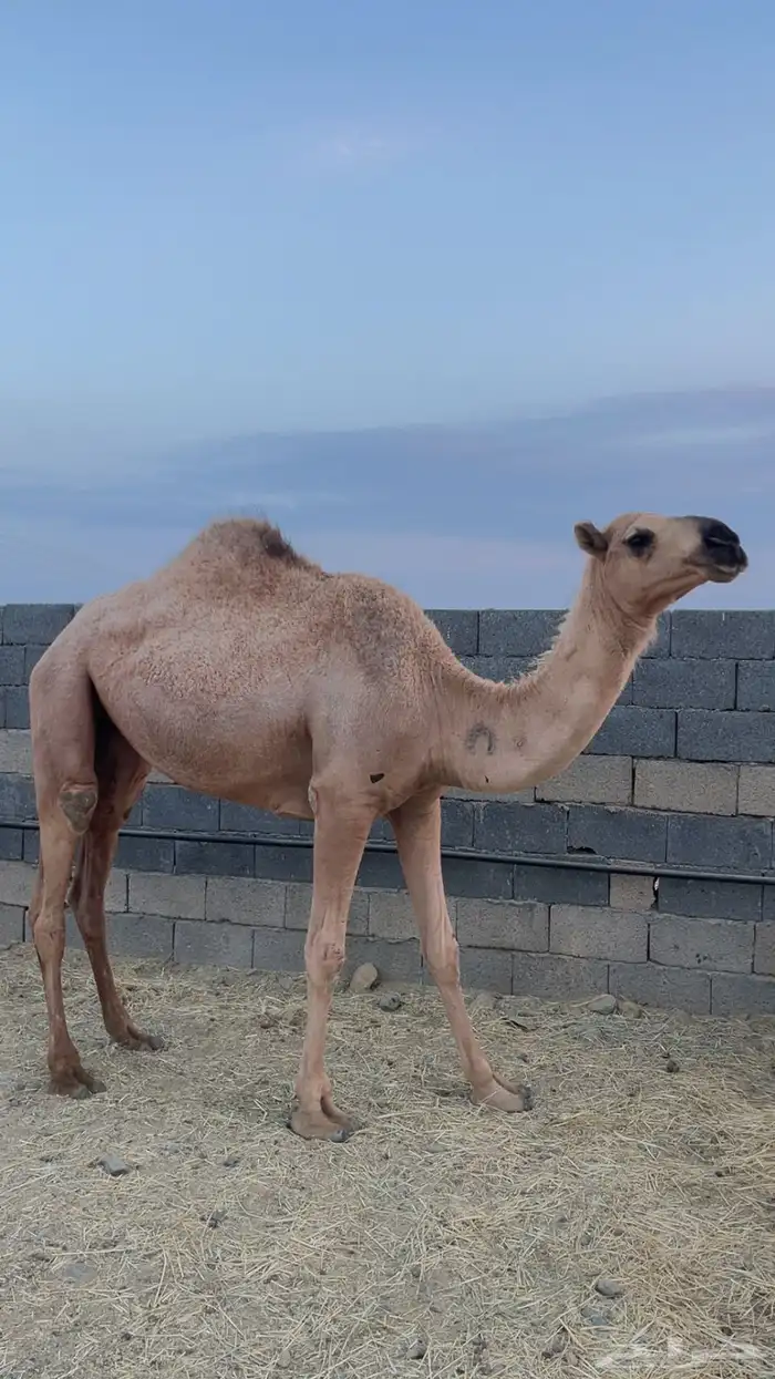 بكار للبيع ( تم البيع) 7