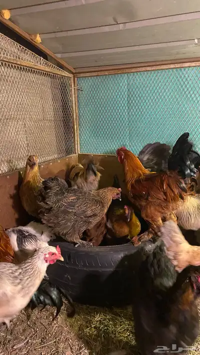 دجاج براهم حضان شرط معه 16 دجاجه و4 ديوك index