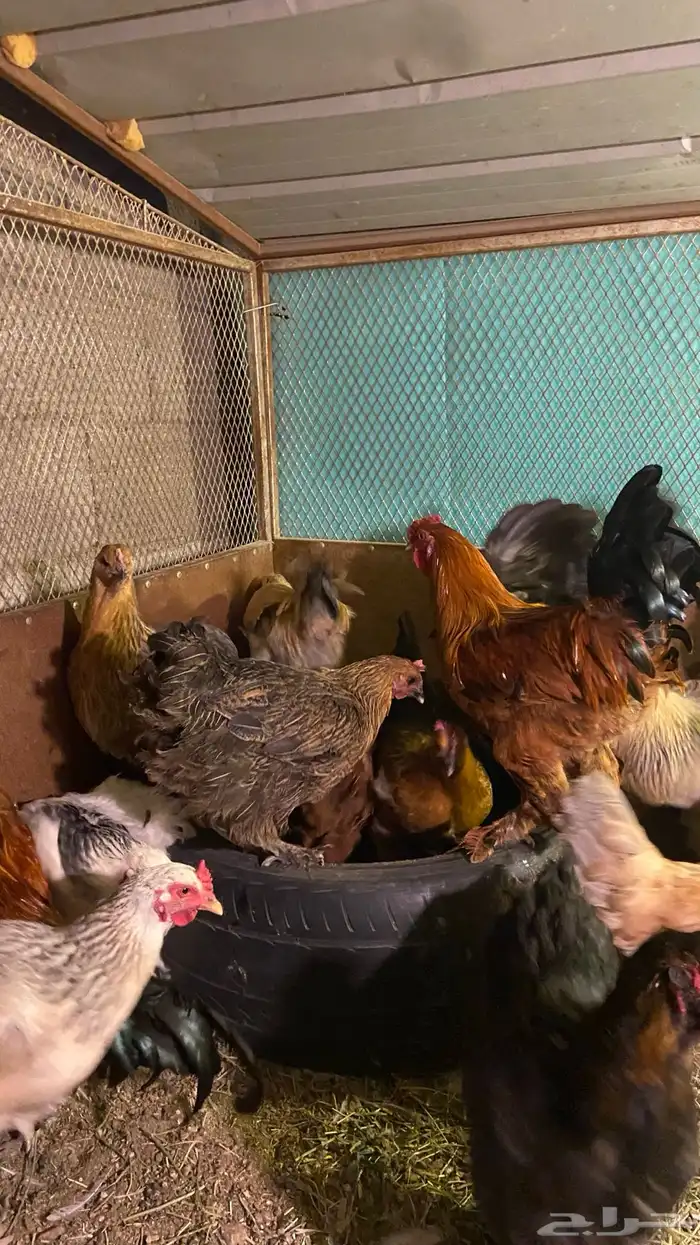 دجاج براهم حضان شرط معه 16 دجاجه و4 ديوك 0