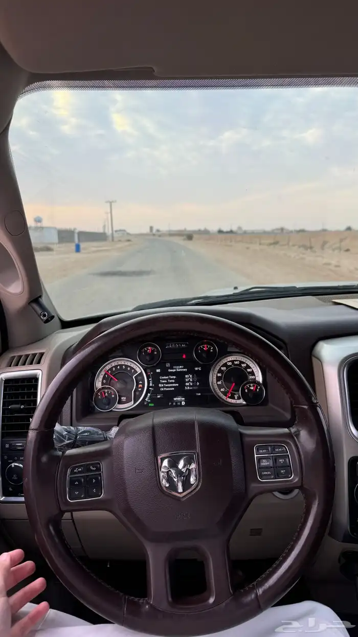 رام بق هورن نظيف للبيع 8