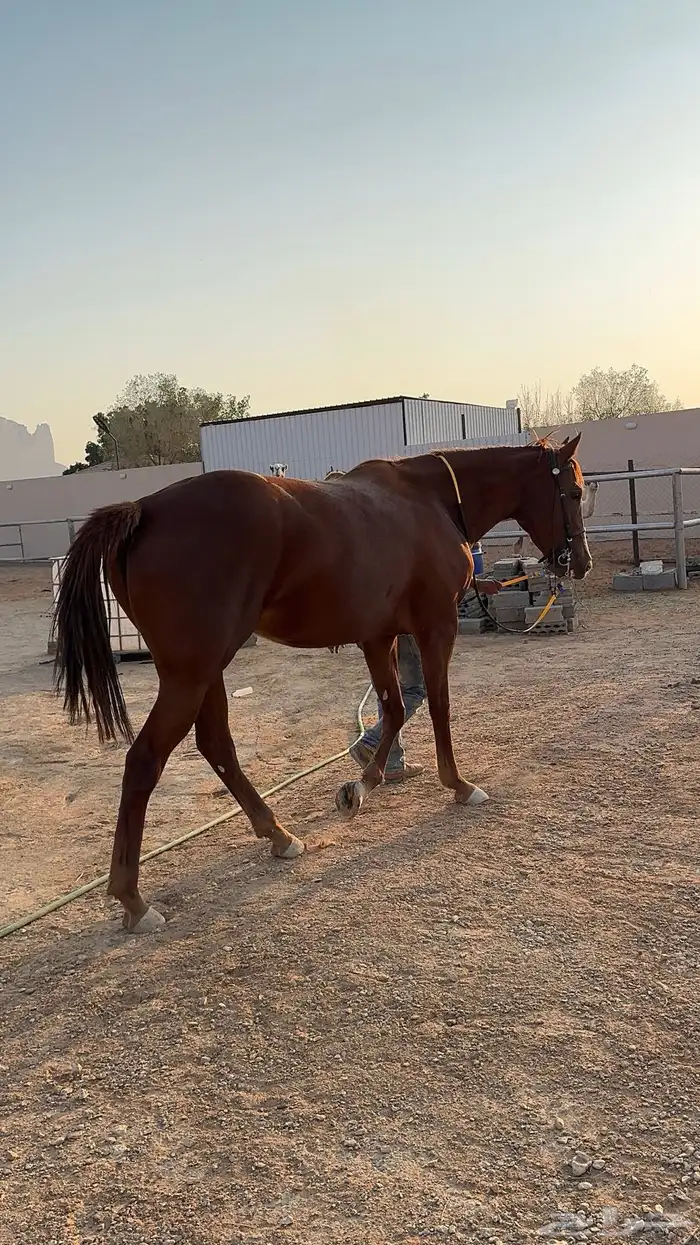 فرس انجليزية للبيع 1