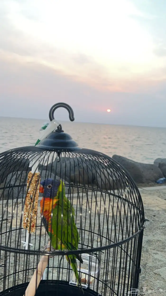 ببغاء اللوري 0