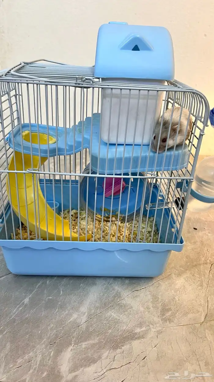 هامستر روسي 1