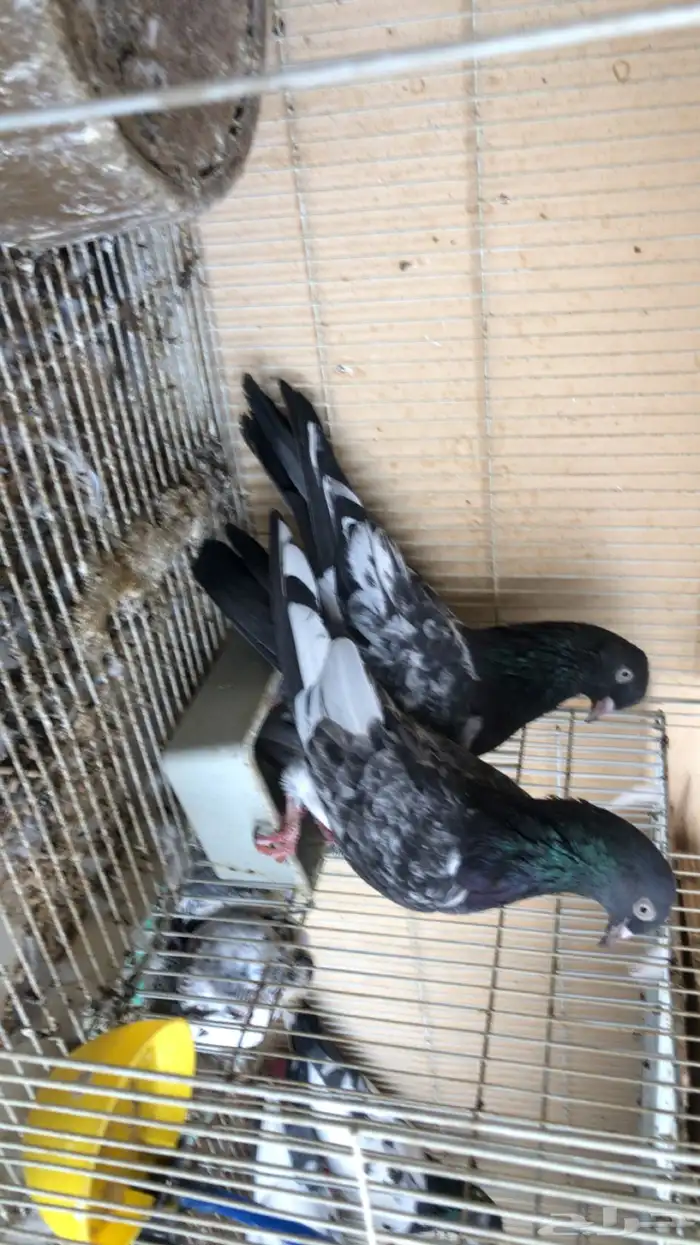 حمام باكستاني 1