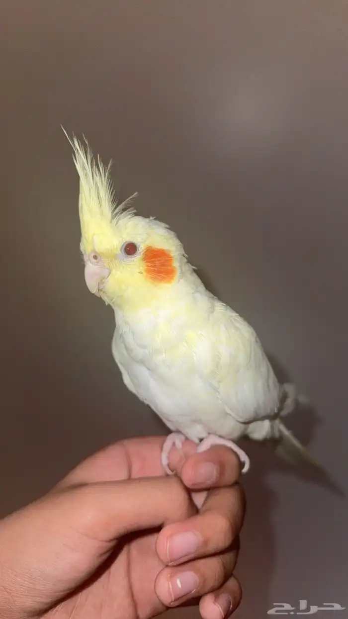 أنثى كروان لاتينيو 1