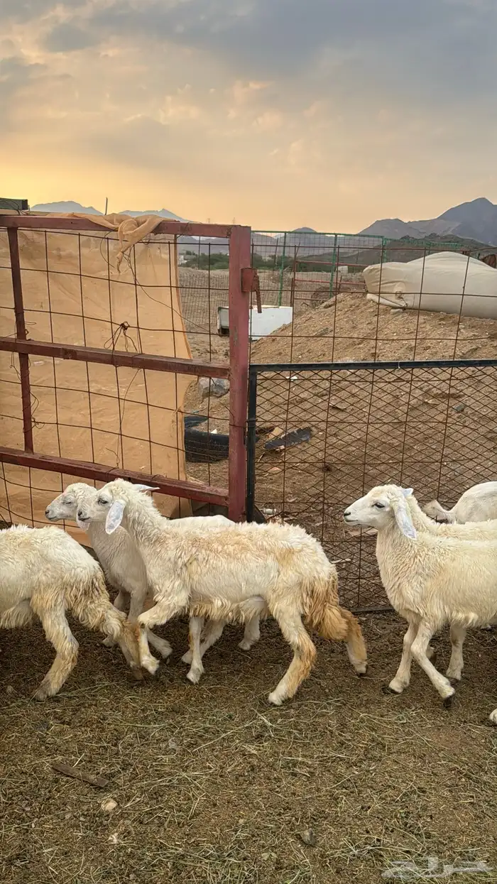 للبيع بهم حريات 9 روس ترييه من 720ريال 5