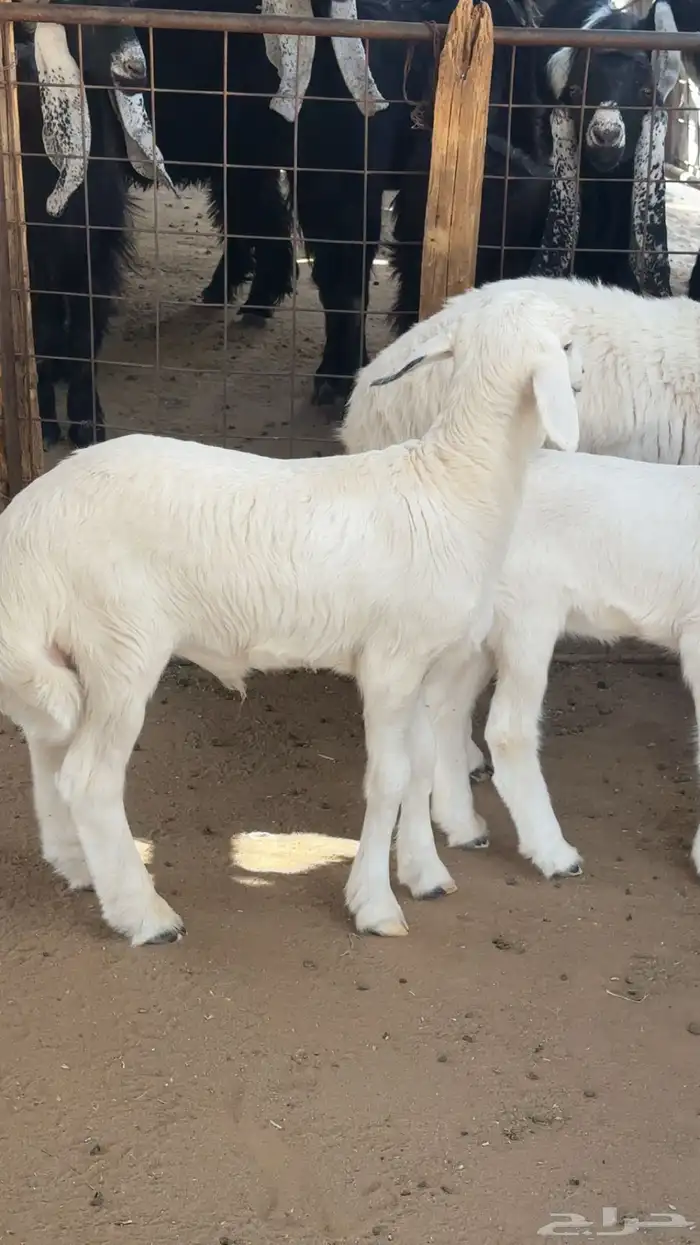 حريات ذبايح وخلفات 1