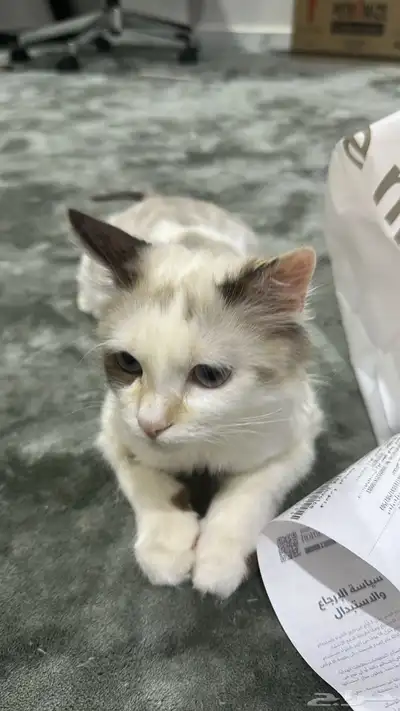 قطة للتبني 0