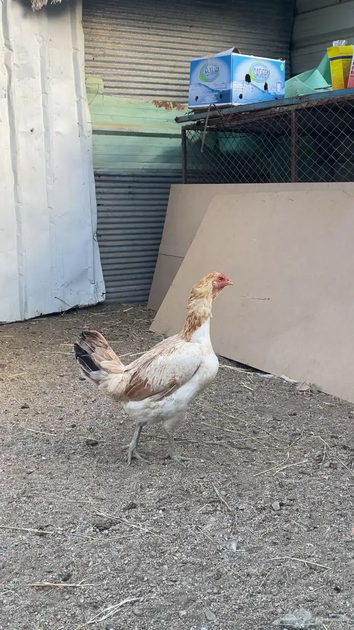 دجاج للبيع 2