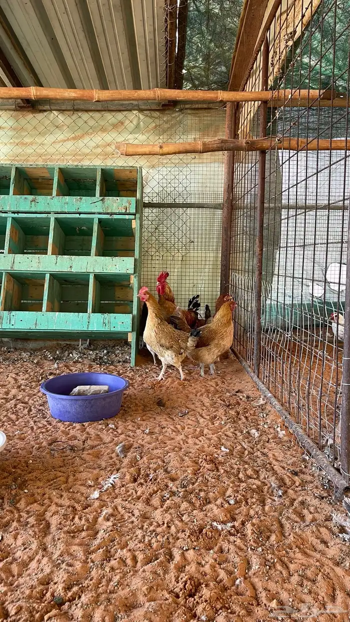 بيض مخصب اكثر من نوع 2