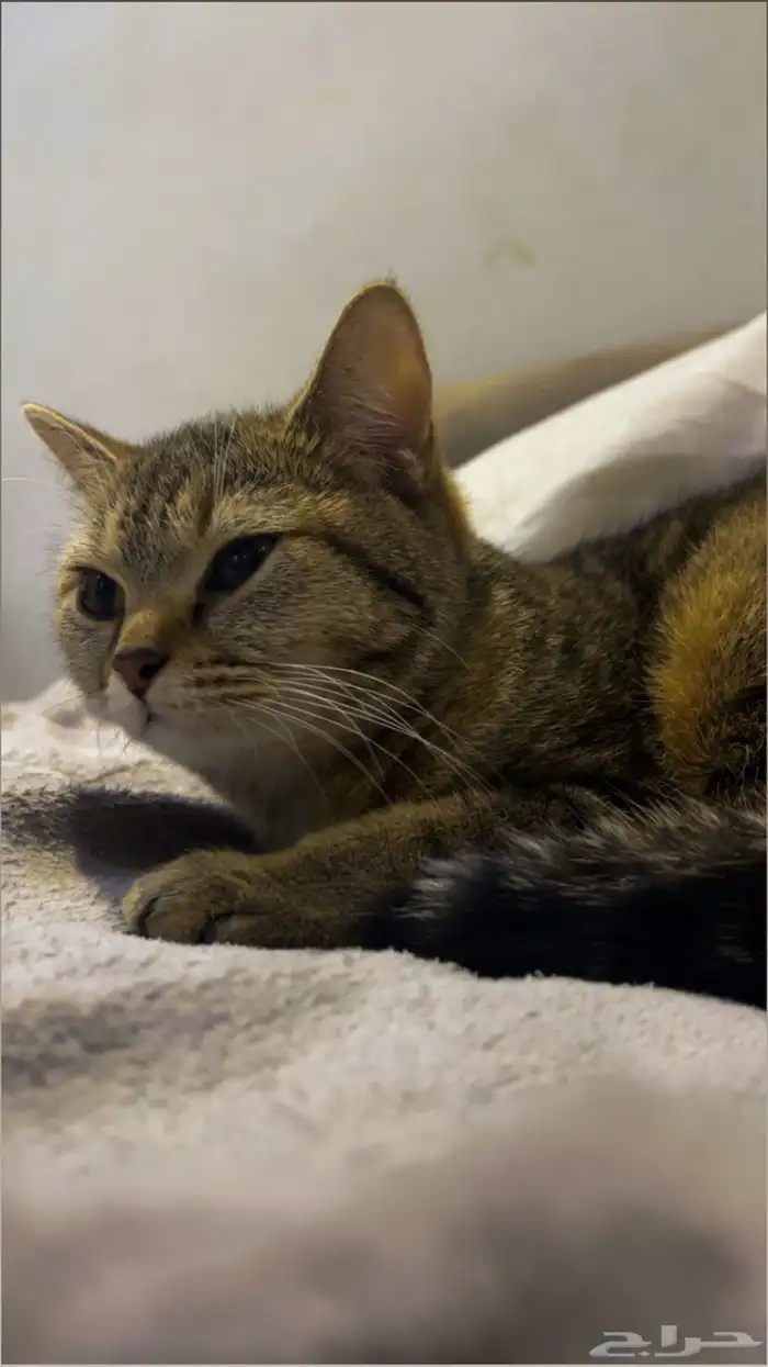 قطه للتبني مع كامل الاغراض 9