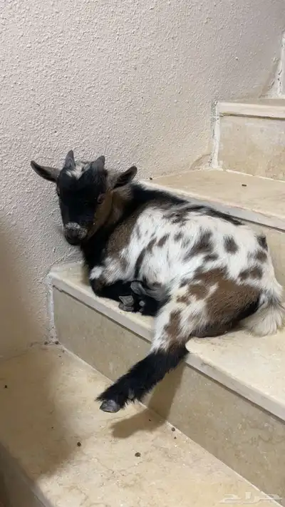 ماعز قزم عمره 8 شهور 0