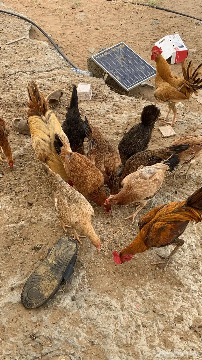 دجاج اناثي بلدي حضان شرط 3