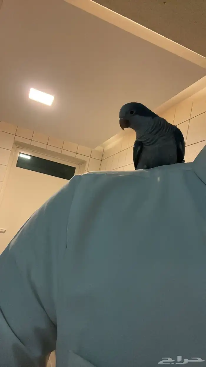 كويكر الراهب ازرق هدد وولافه وتربيه 3