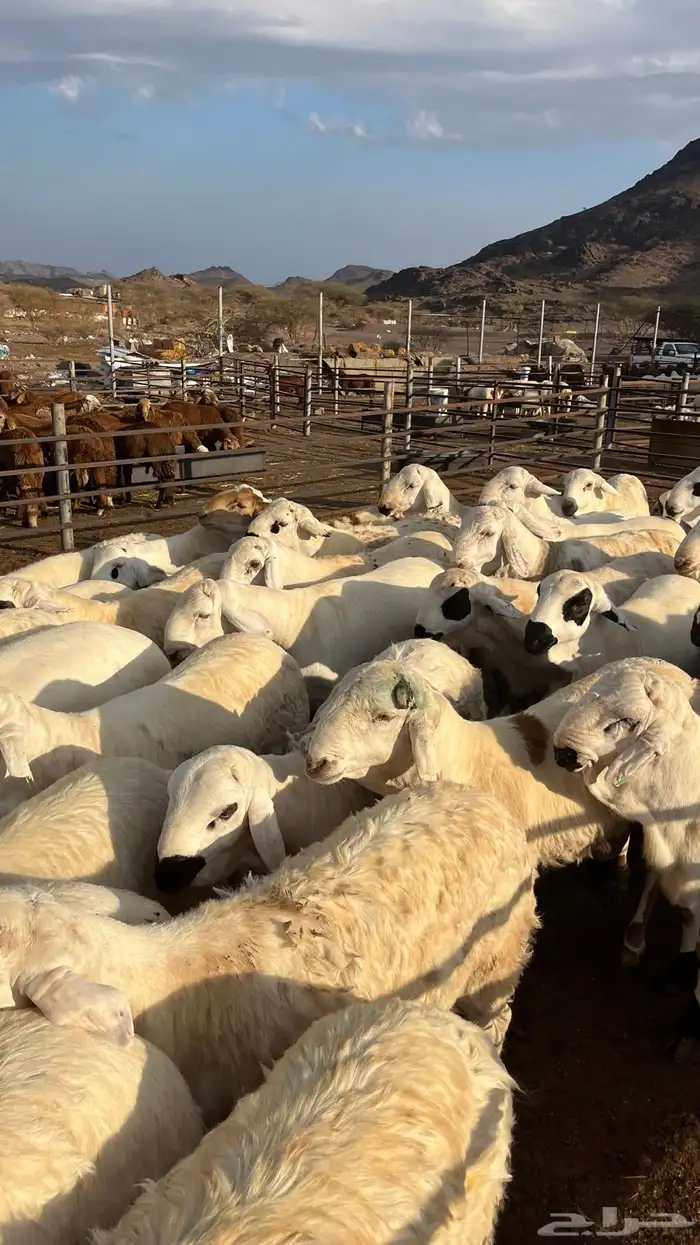 طليان سواكن جادعان شبيه الحري 13