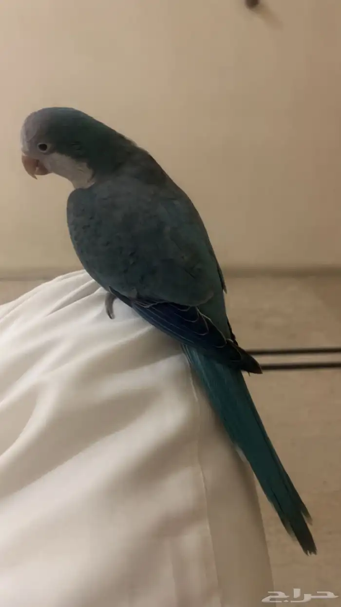 كويكر الراهب ازرق هدد وولافه وتربيه 0