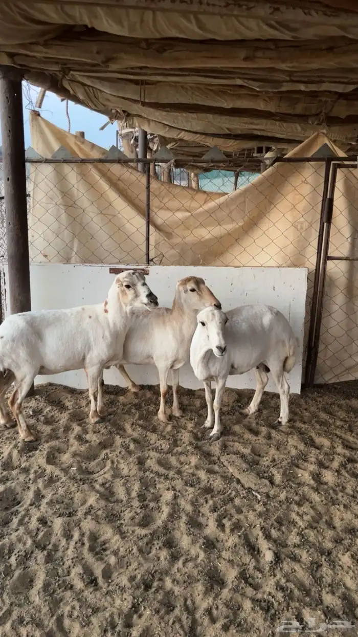 لبيع رفيديات 1