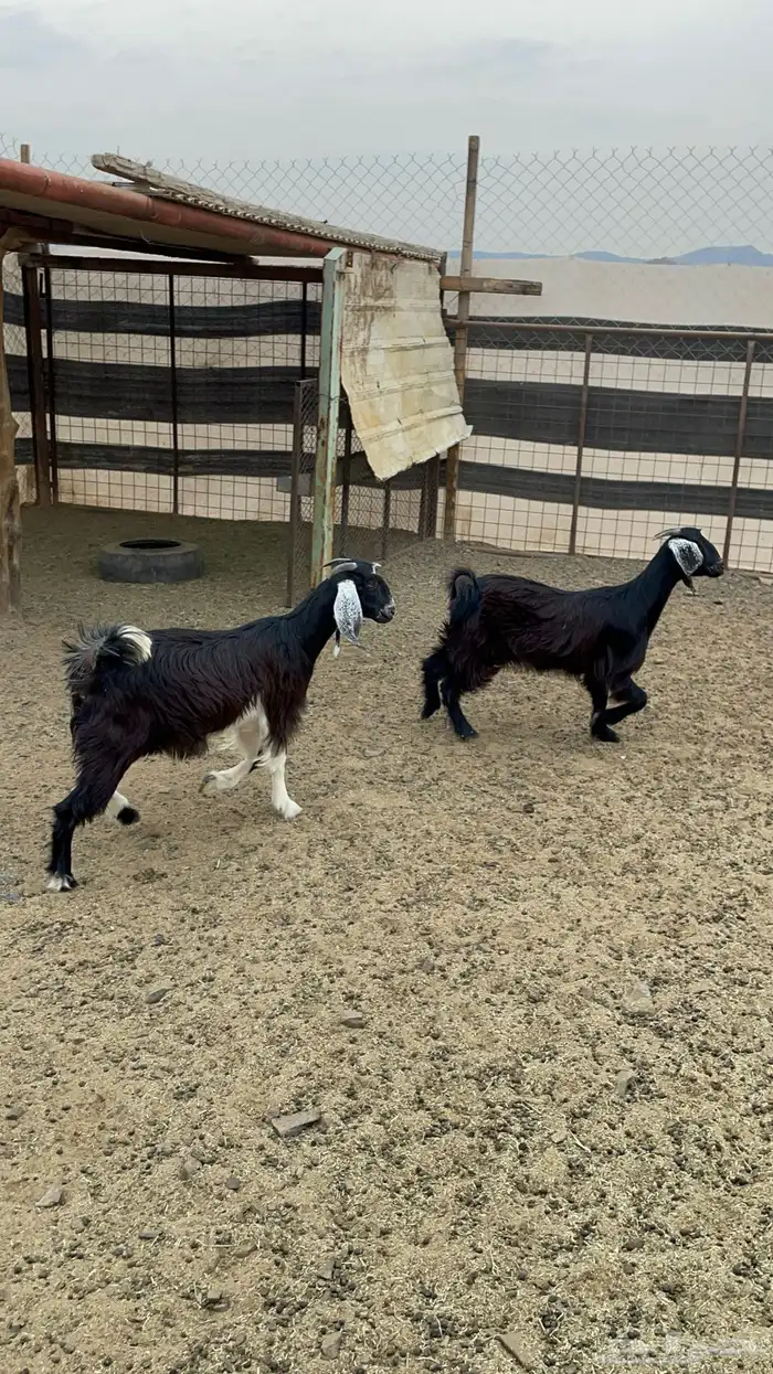 جفار (تم البيع ) 10