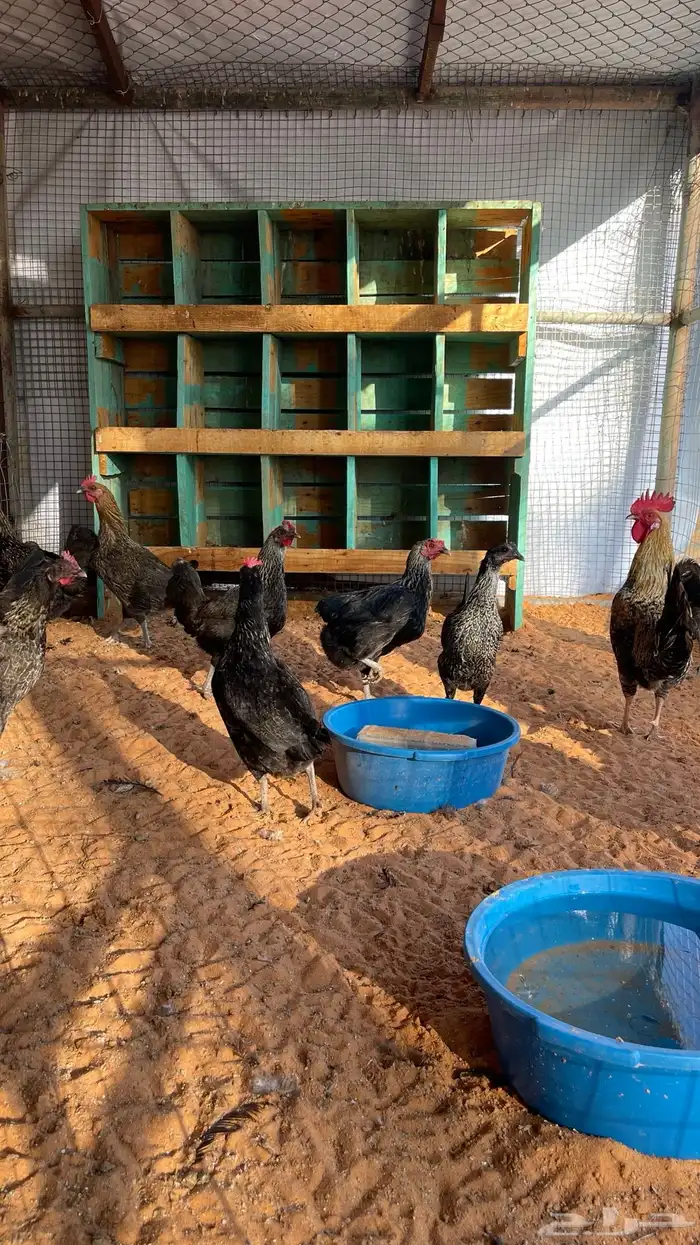 بيض مخصب اكثر من نوع 1