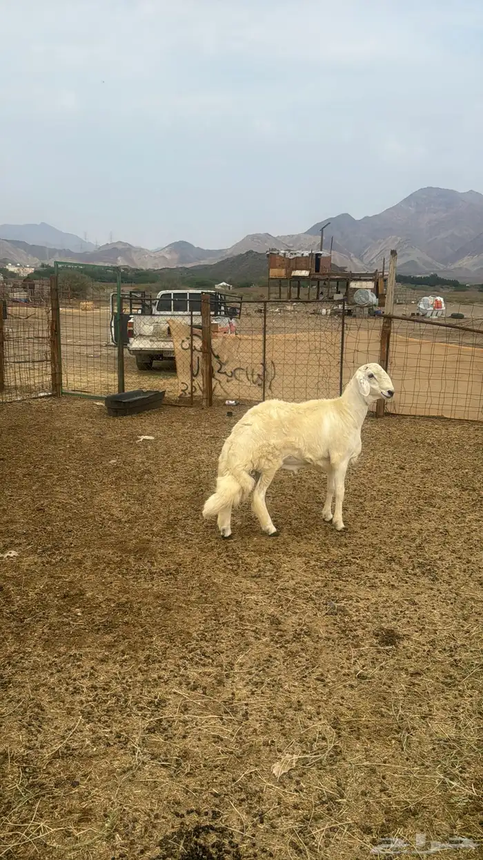 للبيع رخال صنف 9 روس بي فحلها حرش مضاريع 11