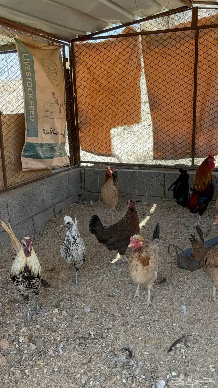 دجاج عربي افرق 4