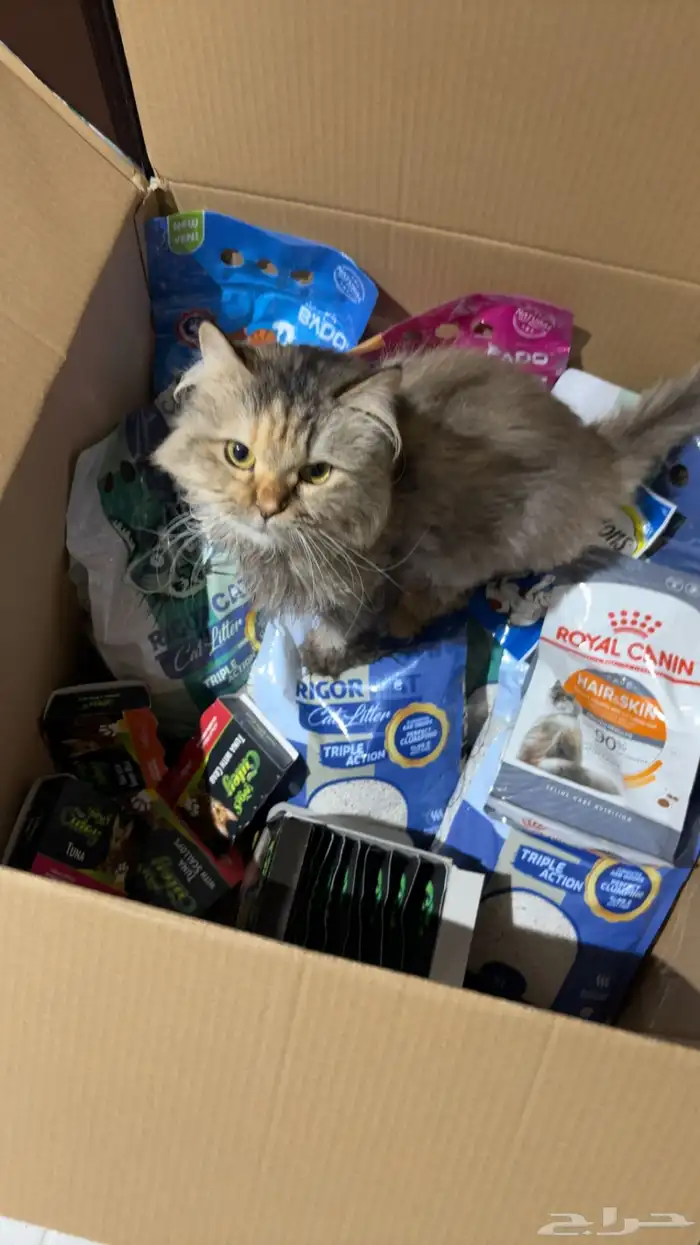 قطه شيرازي 2