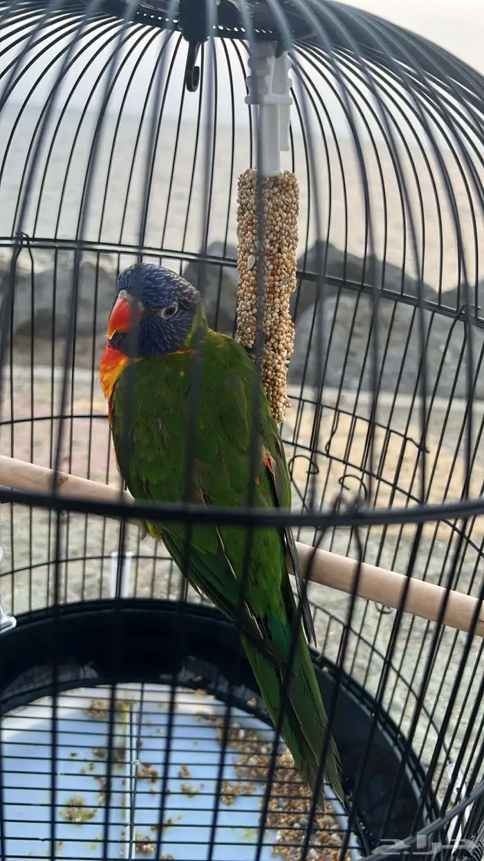 ببغاء اللوري 1