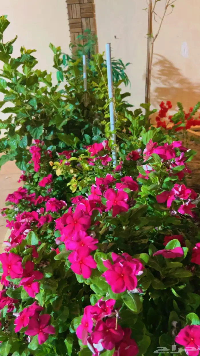 شاليه استراحه للايجار 33