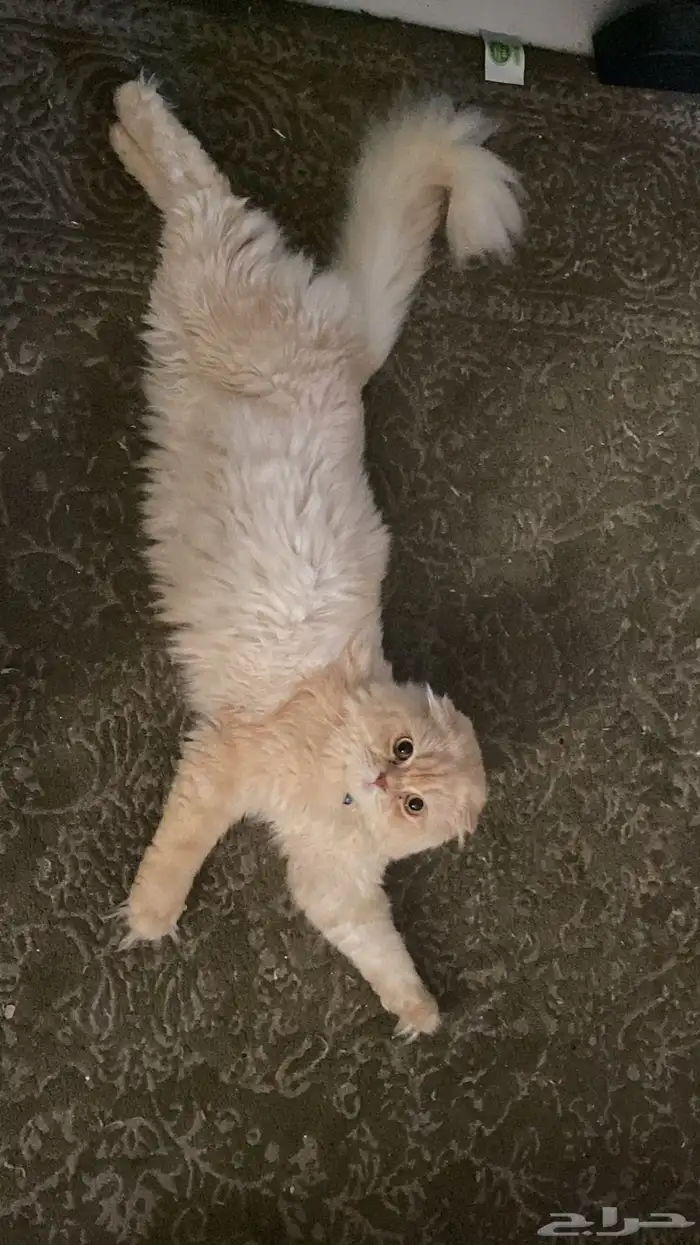 قط سكوتش للتبني 2