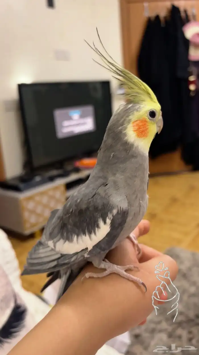 طير كروان ذكر العمر سنه ونص 2