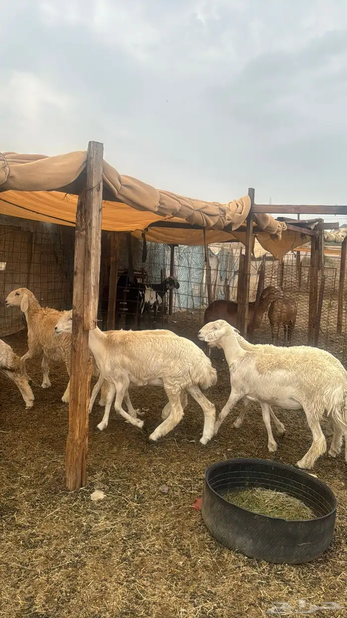 للبيع رخال صنف 9 روس بي فحلها حرش مضاريع 1