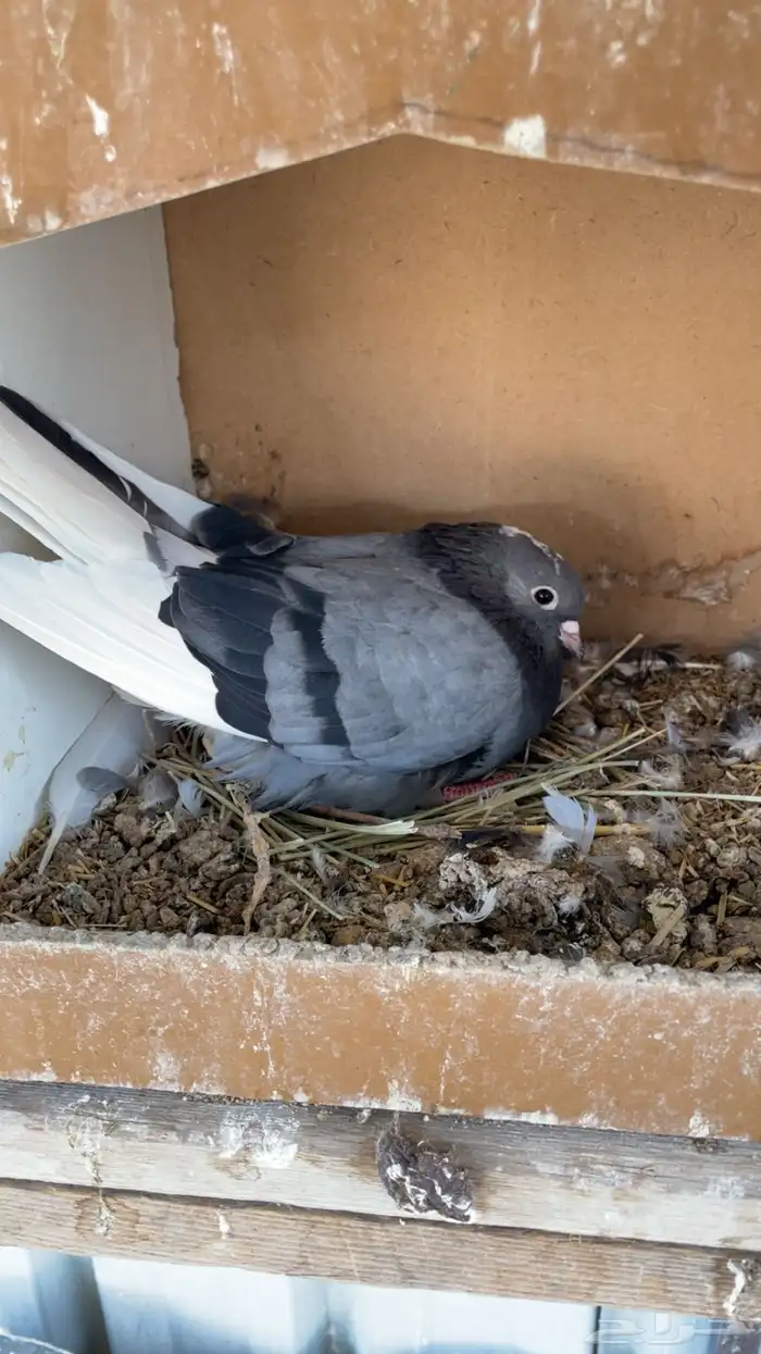 ماشاءالله تبارك الله للبيع قطايف معاريف 3