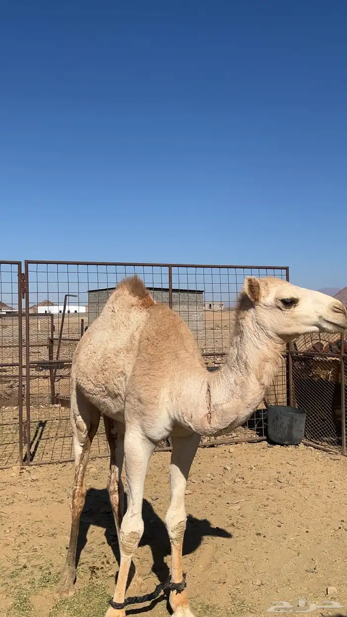 للبيع قعود حر فيه 3 1