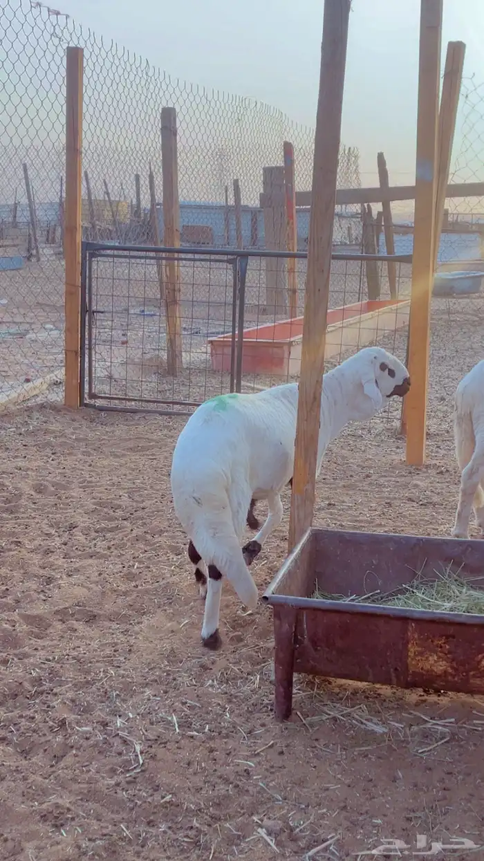 طليان سواكن مرابي 4 شهور فل شحم 8