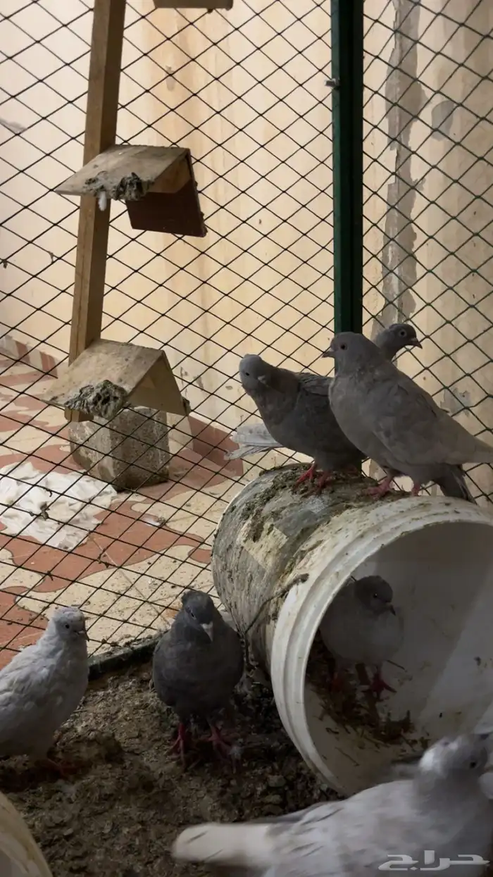 حمام غير معروف بس انا الي اشوف حمام قلابي ي لوت ي قلاب 1