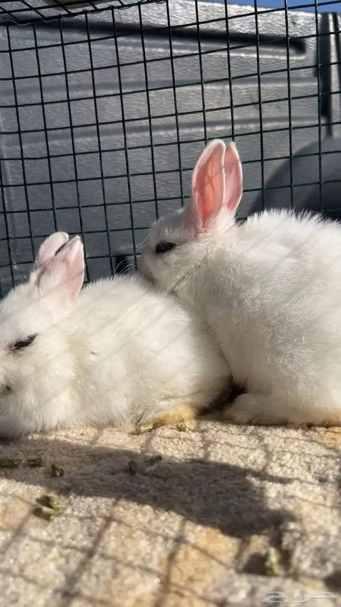 ارانب القزم الحجم مايكبر سليمه ونظاف تربيه بيت 2