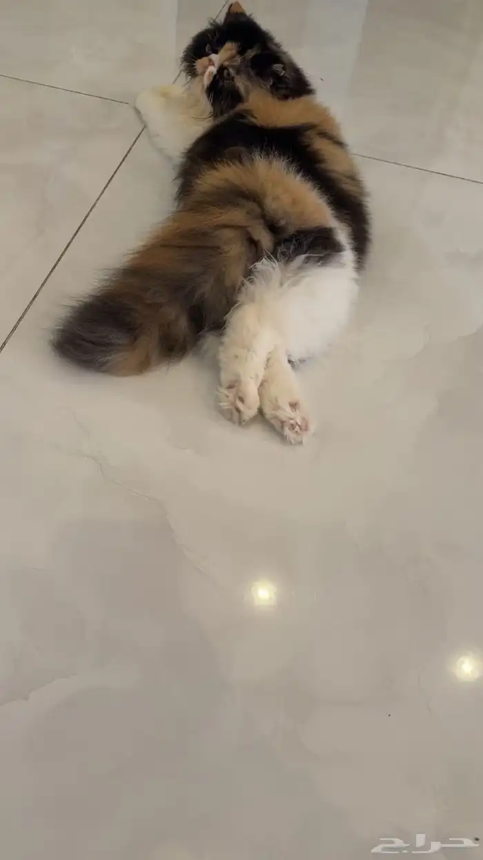 بيكي فيس فان 0