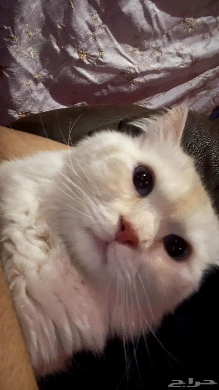 قط للتبني مع اغراضه عمره خمس سنين 0