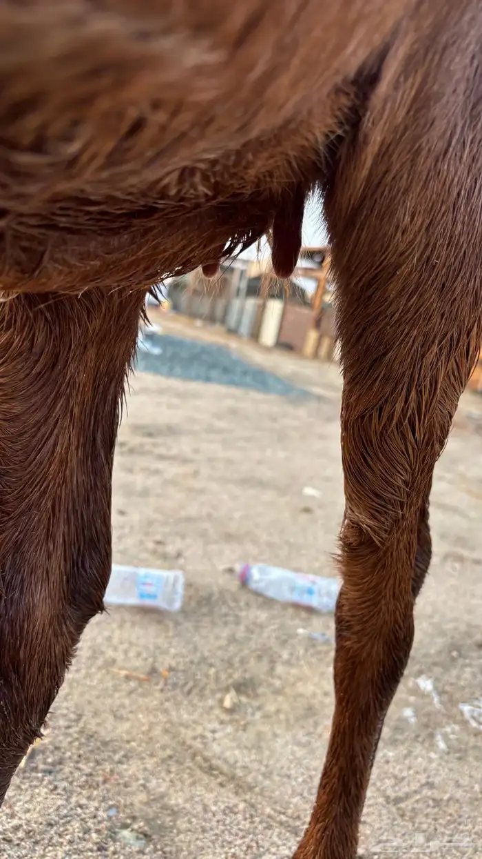 معزا هولنديات فواخر عنز وبنتها 7