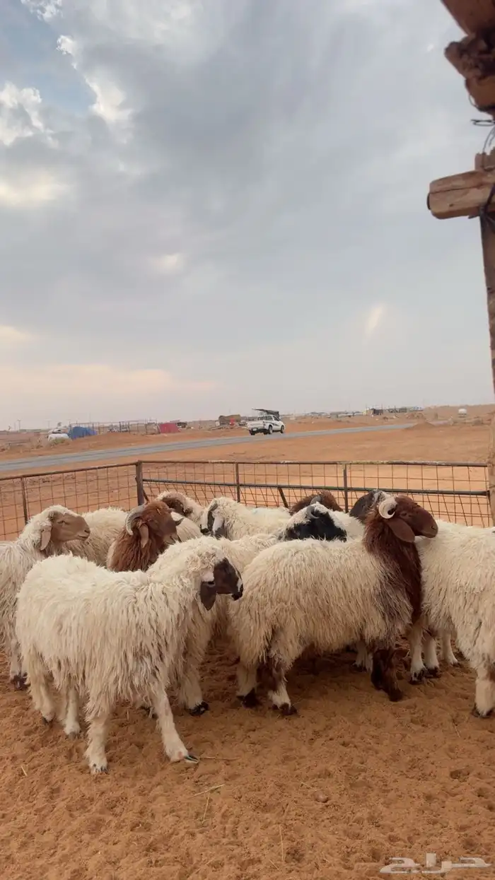 ذبايح تابي و تمارا وامكان 1