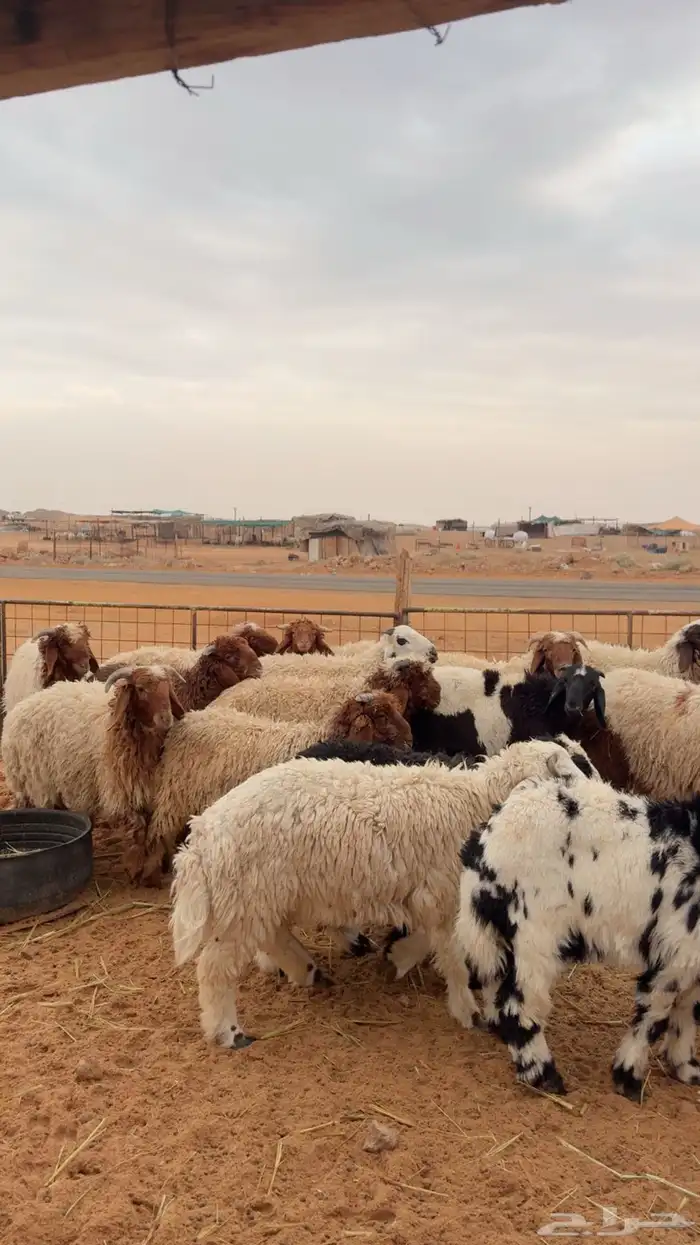 خرفان العدد 25 ( بريدة) 4