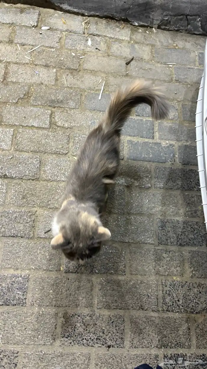 القطه ضايعه موجوده في حي الفتح 0