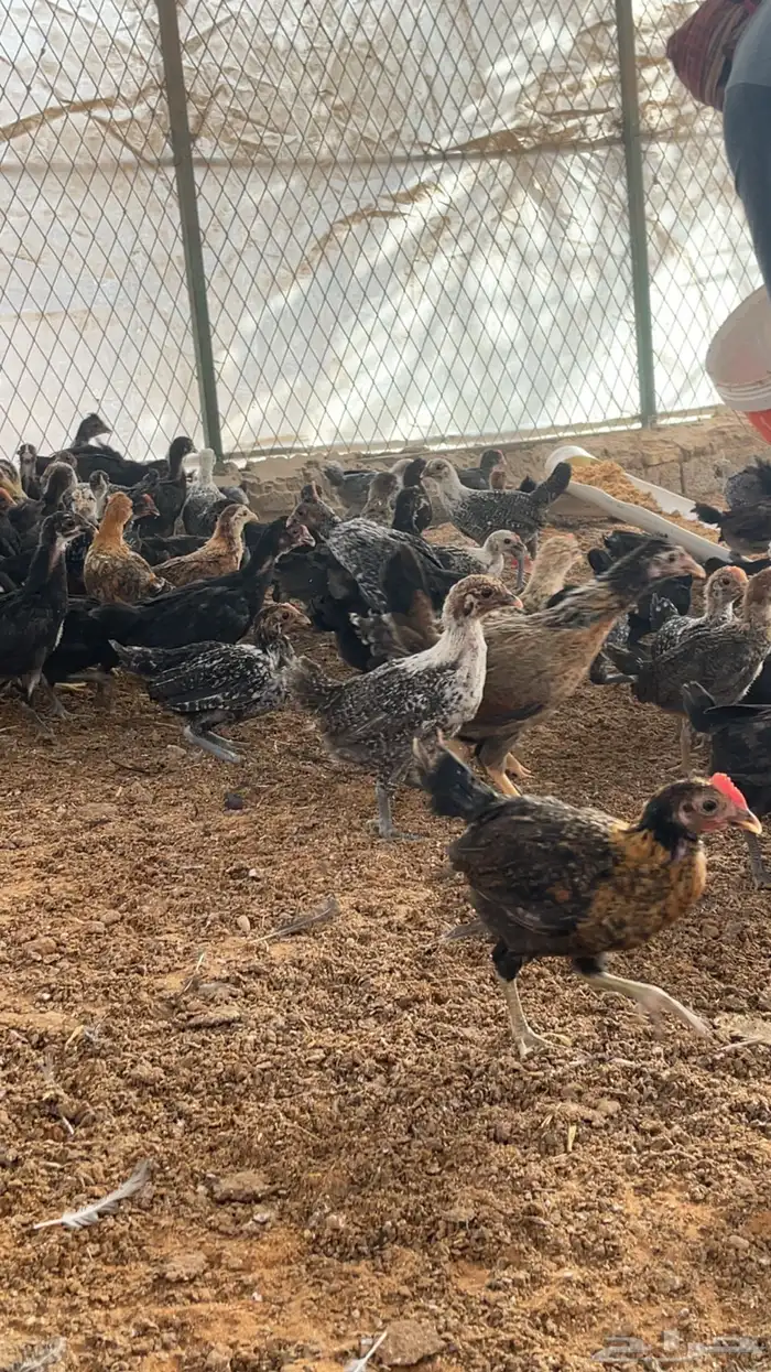 دجاج بلدي وفيومي 2