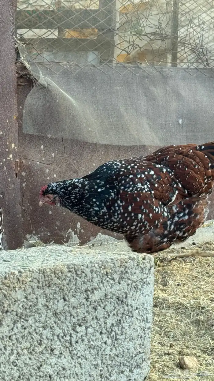 دجاج سوساكس 5