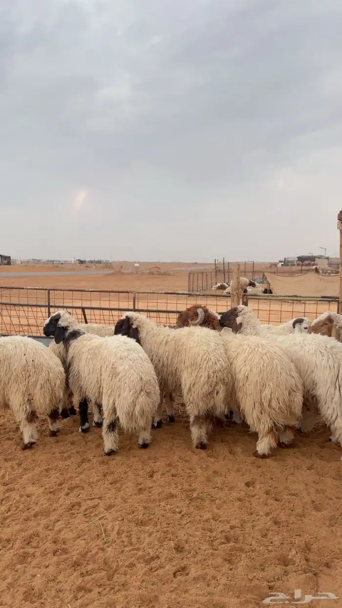 نعيم وحري العدد 12 جبر 0