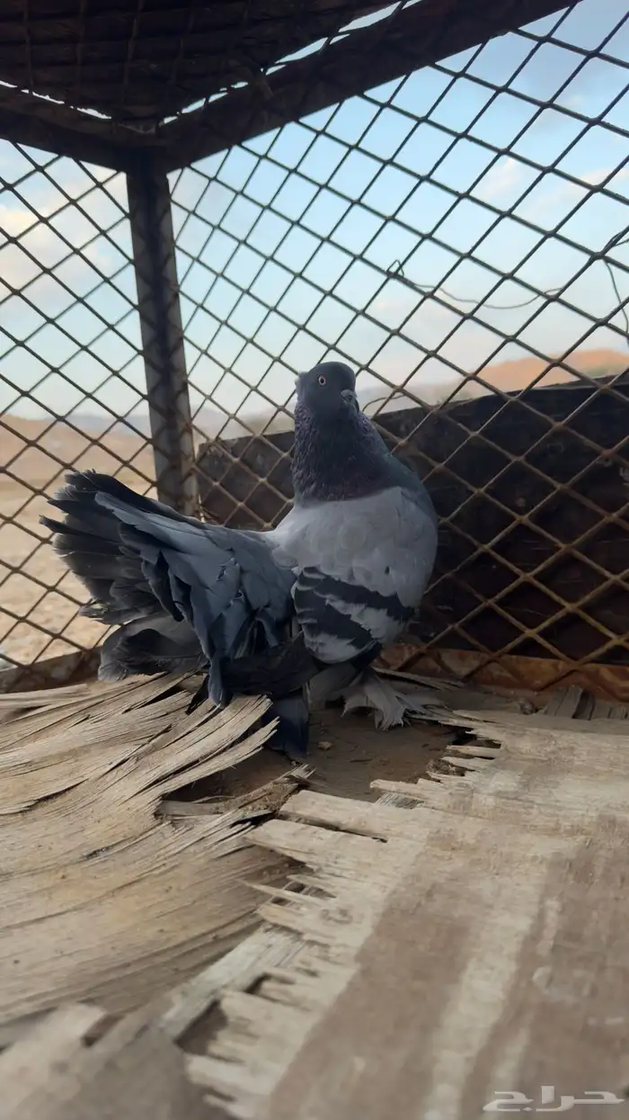 للبيع رقاص هندي 10