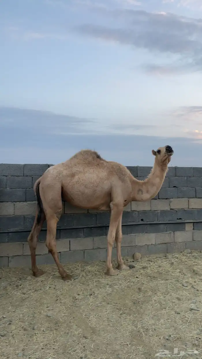 بكار للبيع ( تم البيع) 8