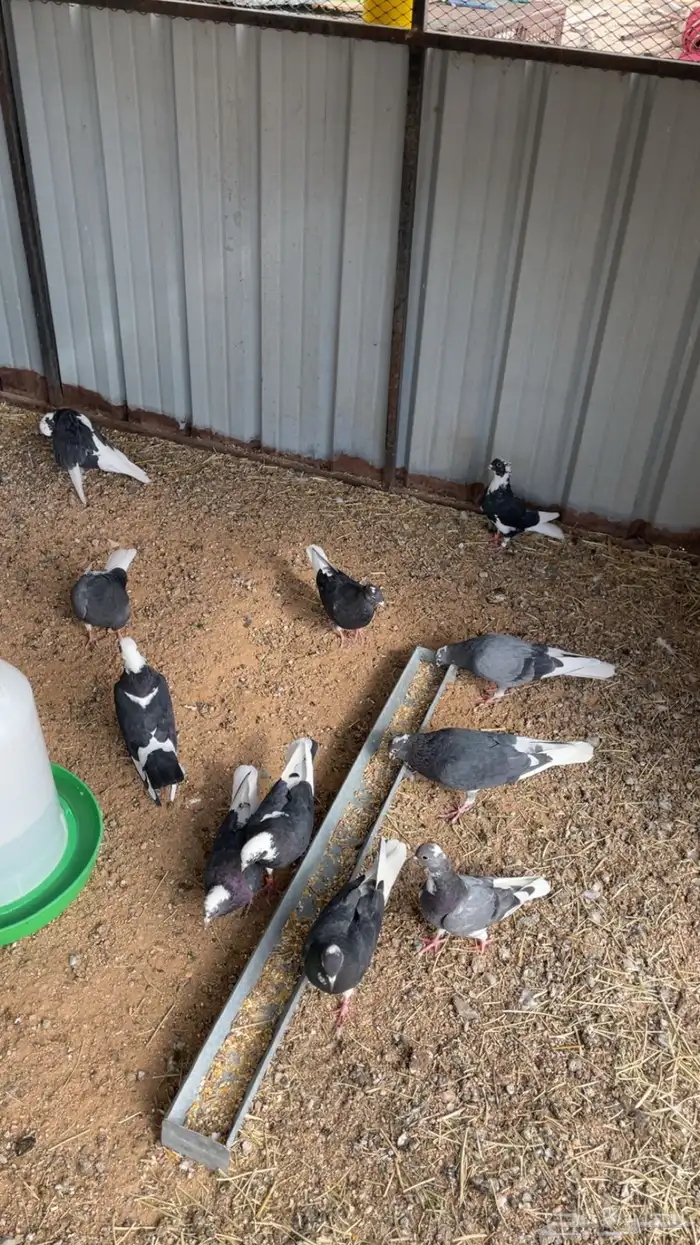 ماشاءالله تبارك الله للبيع قطايف معاريف 7