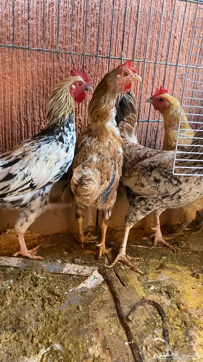 دجاج للبيع 0